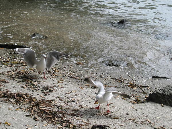 Auckland, New Zealand