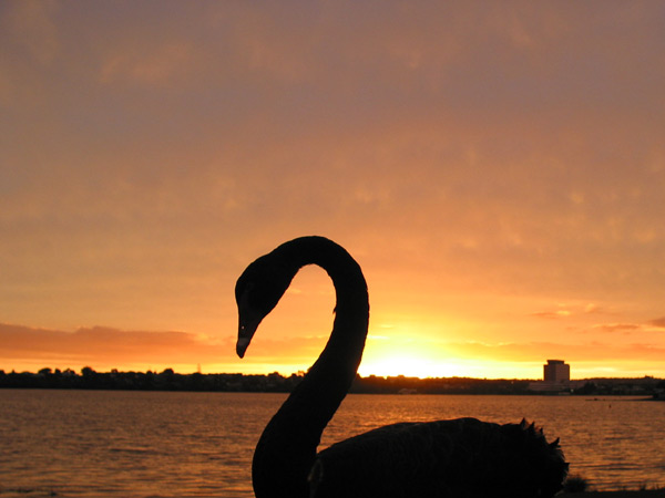 Black Swan Black Swan, Auckland, New Zealand