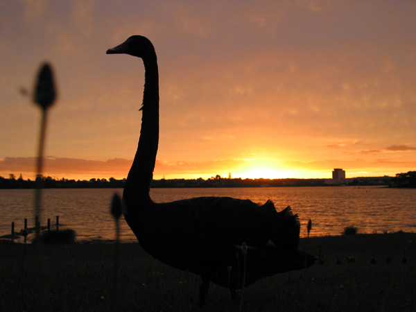 Swan at Lake Pupuke, Auckland, New Zealand