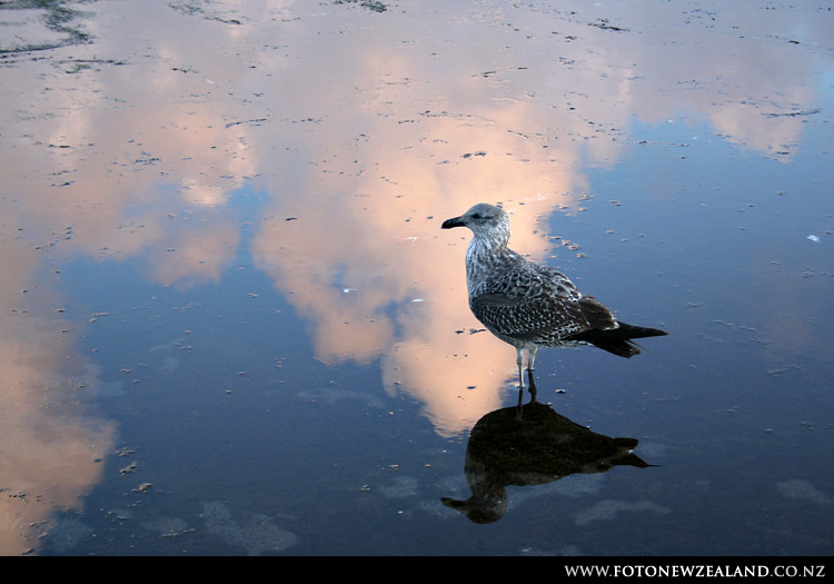 Auckland, New Zealand
