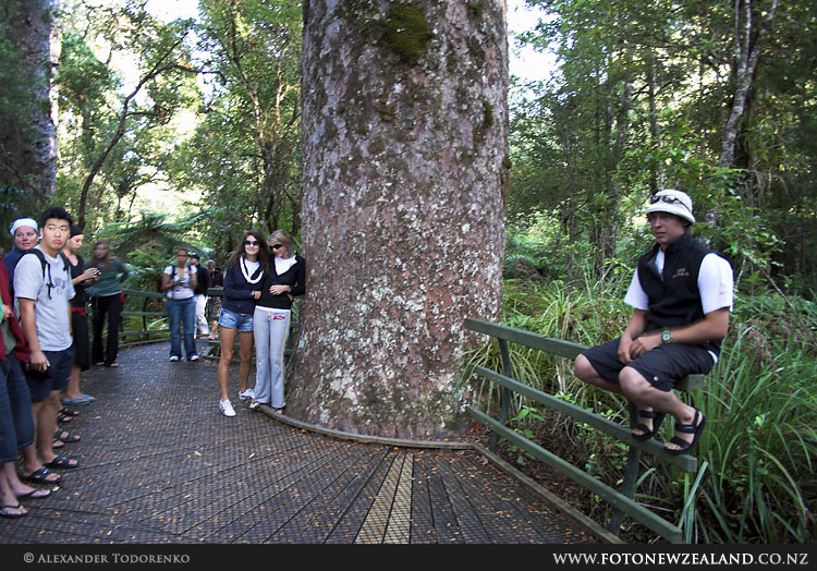 Puketi Kauri Forest, Puketi Forest, New Zealand