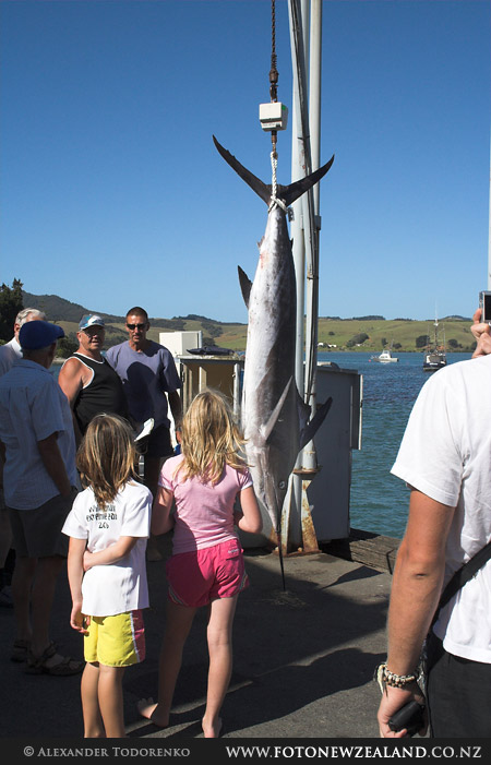 Marlin 85kg, Mangonui, New Zealand