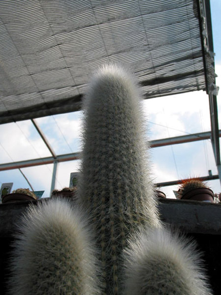 Cactus Vulgaris, Silverdale, Auckland, New Zealand