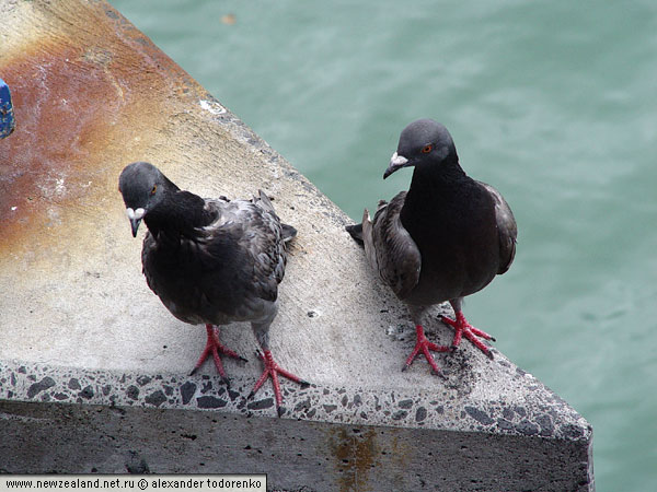Pigeons, Auckland, New Zealand