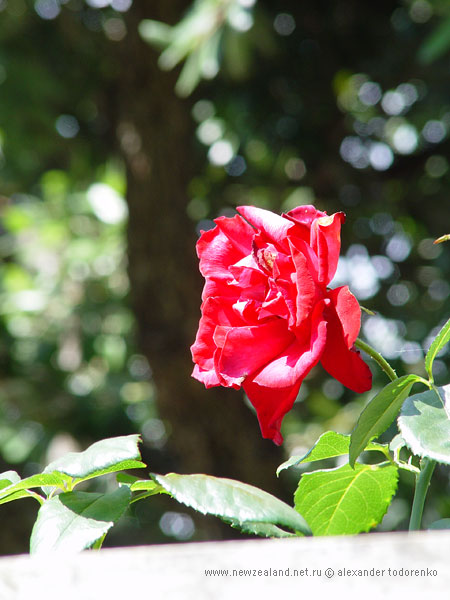 Rose, Auckland, New Zealand