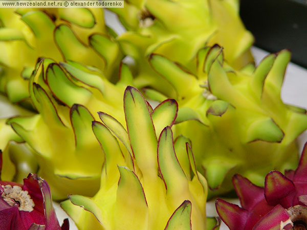 Dragon Fruit (Pitaya), Auckland, New Zealand