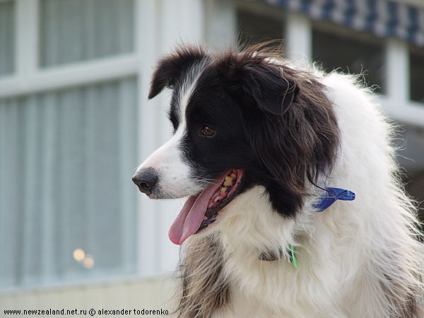 Border Collie, Milford Beach, Auckland, New Zealand