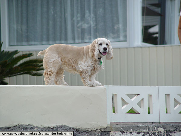 Spaniel, Auckland, New Zealand