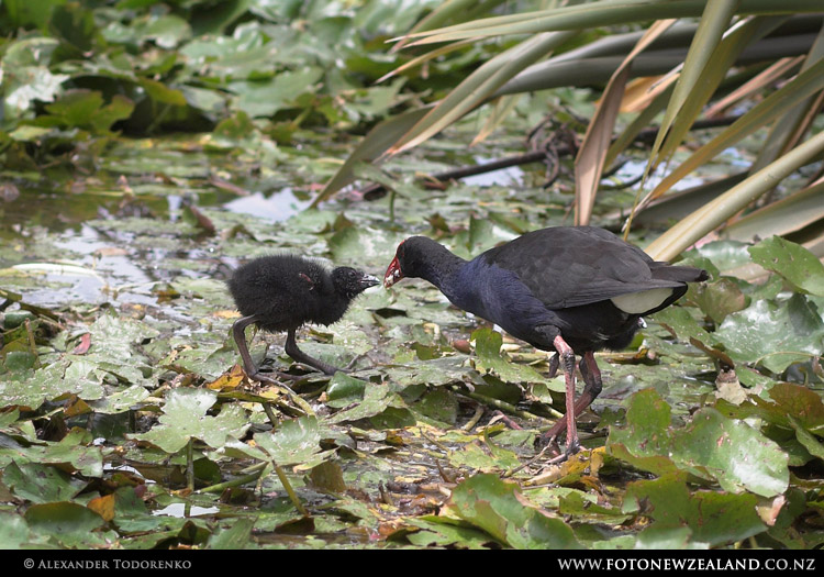 Pukeko Family, Rotorua, New Zealand