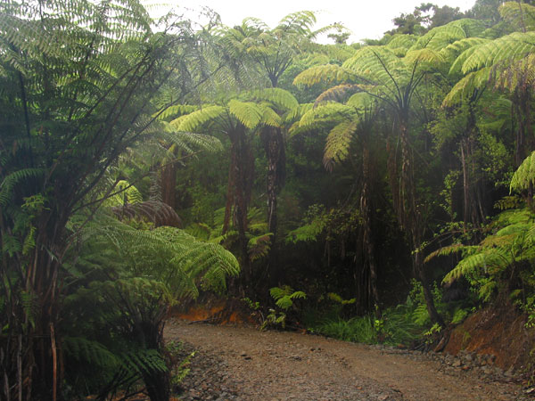 New Zealand ferns, Coromandel, New Zealand