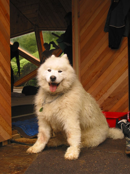 Husky dog, Coromandel, New Zealand