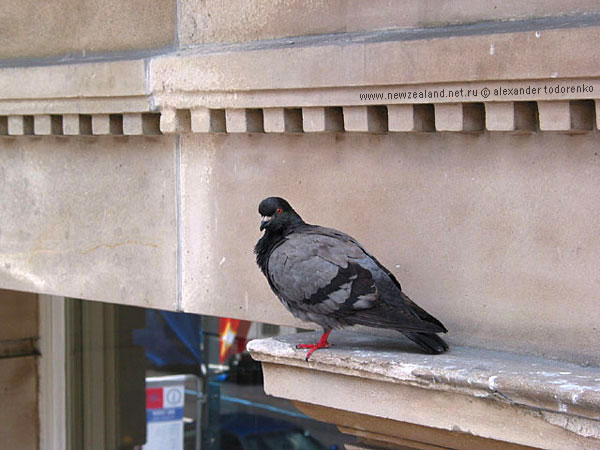 Living on the edge, Auckland, New Zealand