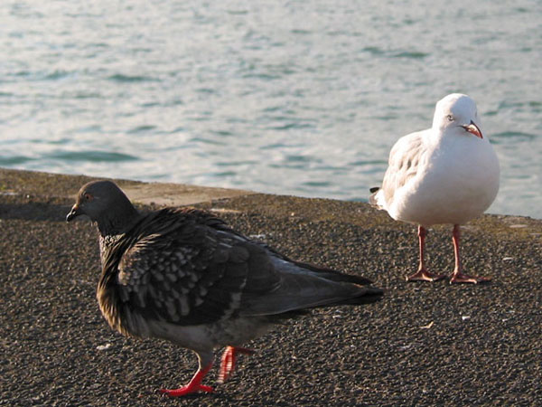 Auckland, New Zealand