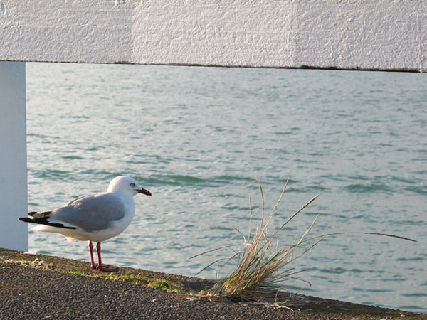 Auckland, New Zealand
