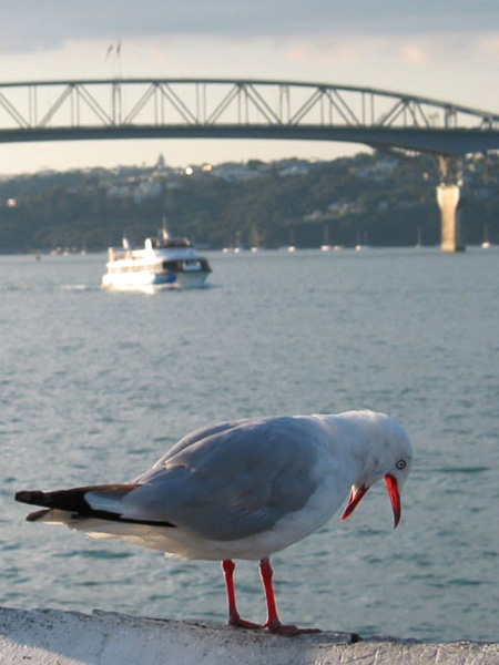 Aaa...???, Auckland, New Zealand