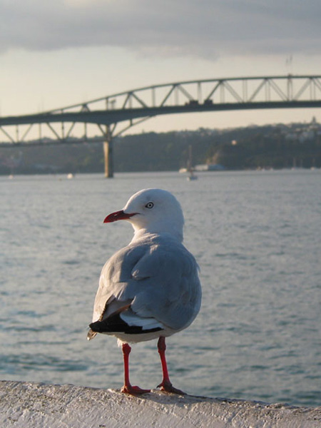 Portrait of a Stranger Gal, Auckland, New Zealand
