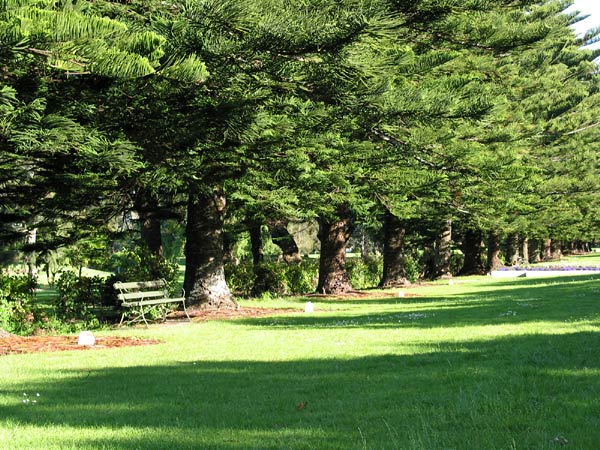 Green grass and pine trees, Auckland, New Zealand