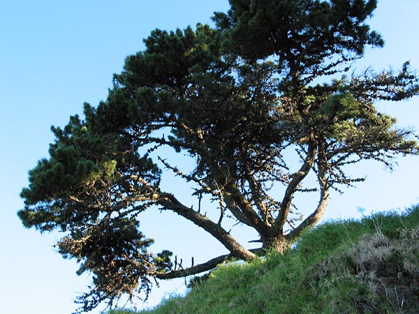 Branchy tree in North Head, Devonport, Auckland, New Zealand