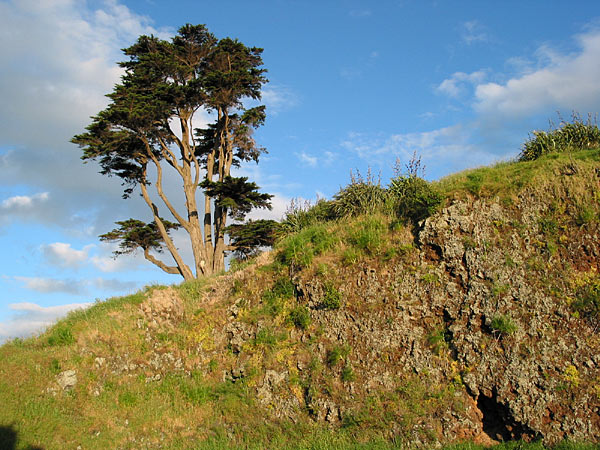 Tree and rocks in North Head, Devonport, Auckland, New Zealand