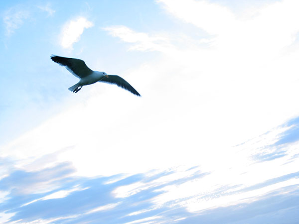 Seagull soaring in the blue sky, Auckland, New Zealand