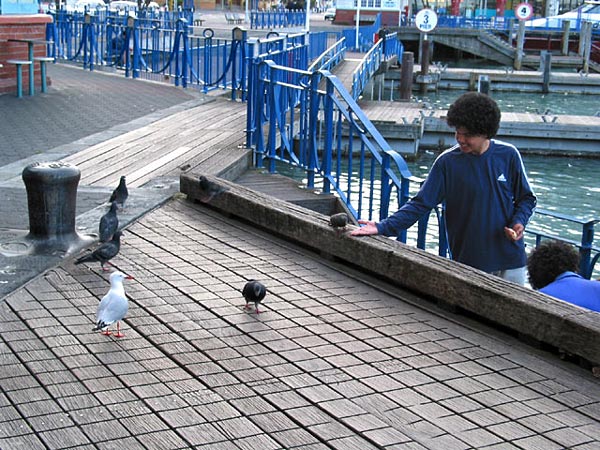 Pigeons at Auckland waterfront, Auckland, New Zealand