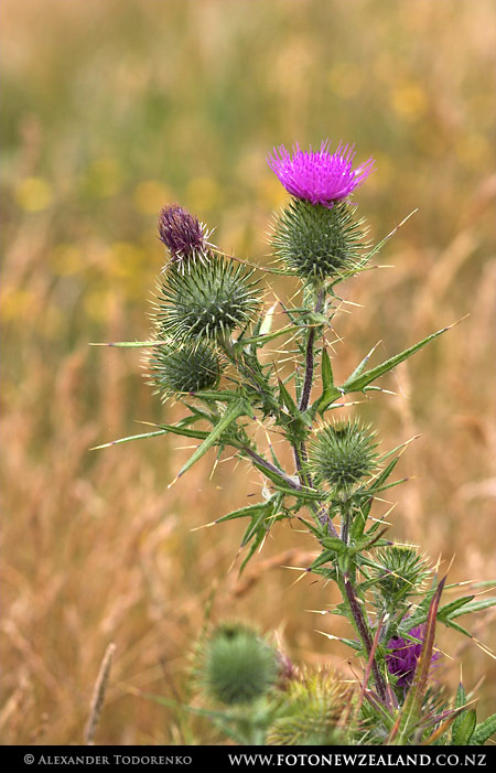 Thistle, Rangitukia, New Zealand