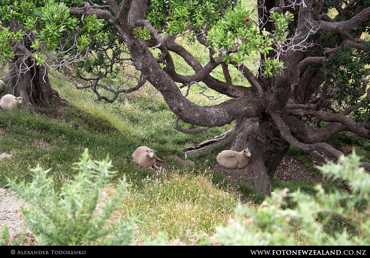 Sheep resting under branchy tree, Rangitukia, New Zealand