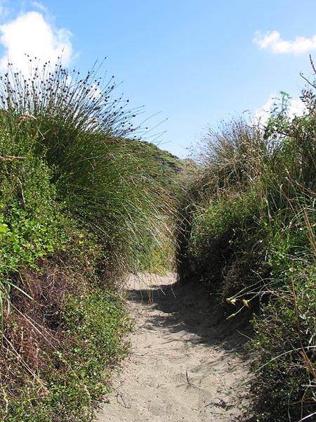 Karekare, Auckland, New Zealand