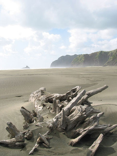 Gnawed with the wind, Karekare, Auckland, New Zealand