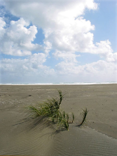 Oasis, Karekare, Auckland, New Zealand