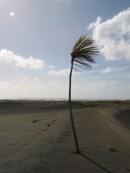 Lonely Irokes, Karekare, Auckland, New Zealand