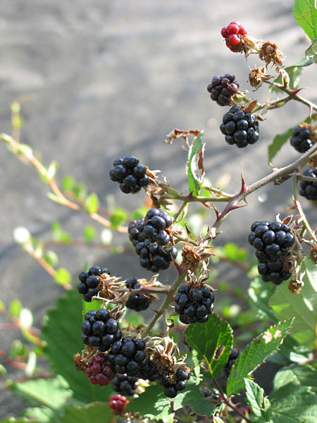 Karekare, Auckland, New Zealand