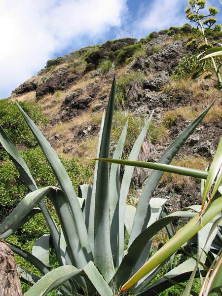 Giant aloe, Karekare, Auckland, New Zealand