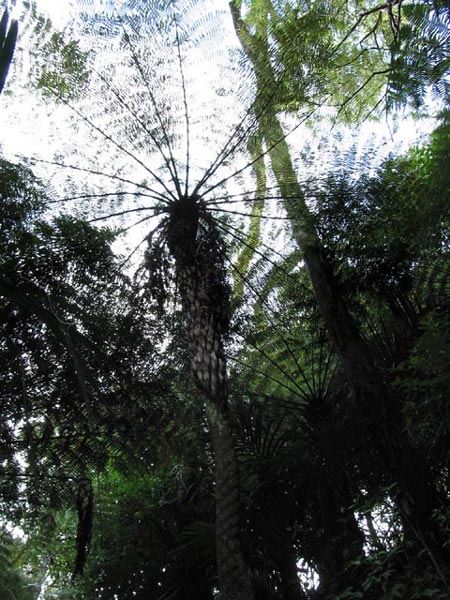 Karekare, Auckland, New Zealand