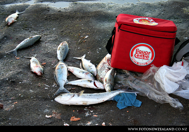 Auckland, New Zealand