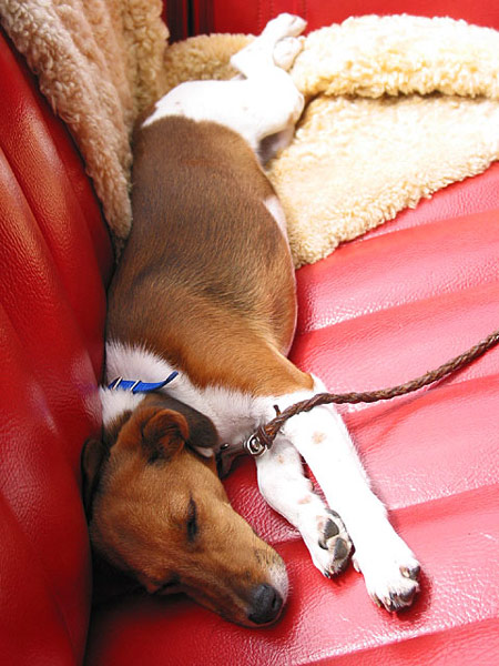 Sleepy doggy, Devonport, Auckland, New Zealand