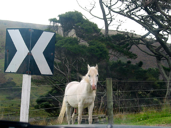 Horse, Te Henga, Auckland, New Zealand
