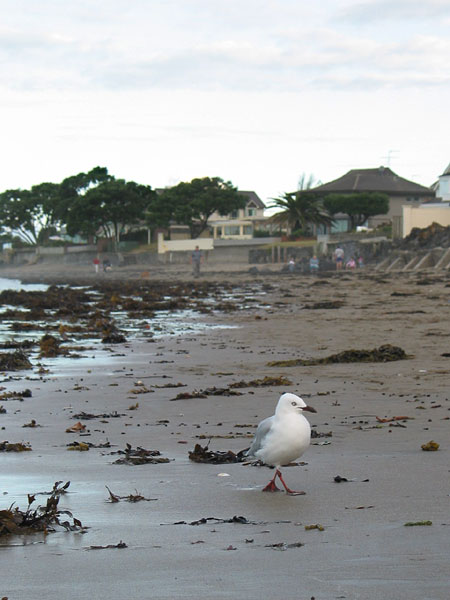 Seagull at the beach after the storm. Lots of weed scattered around, Milford Beach, Auckland, New Zealand