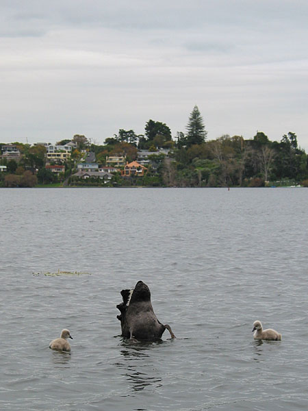 Upside-down, Auckland, New Zealand