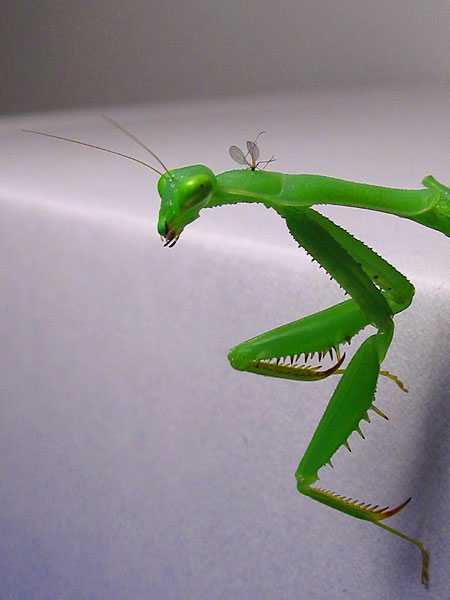 Predator, Auckland, New Zealand