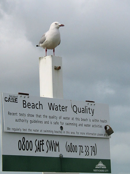 On Duty, Auckland, New Zealand