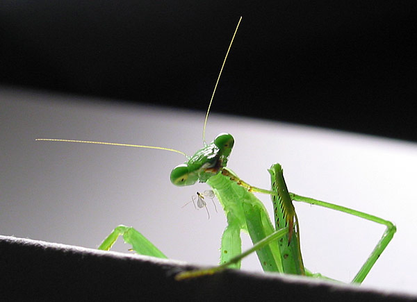 Praying Mantis Thinker, Auckland, New Zealand