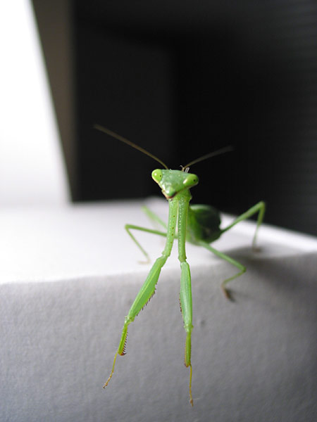 Curiosity, Auckland, New Zealand