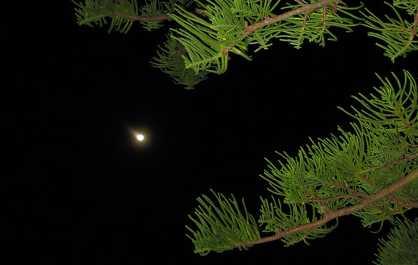 Firefly, Auckland, New Zealand