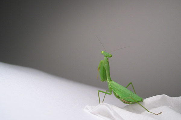 The Praying Mantis month is over :), Auckland, New Zealand