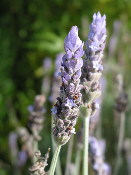 Lavender, Auckland, New Zealand