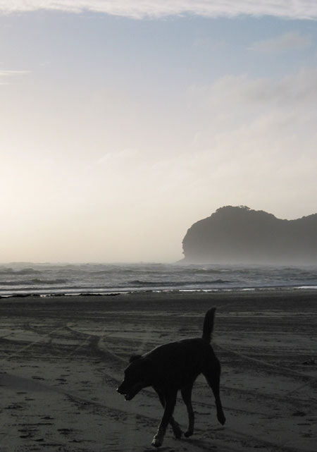Black, Piha Beach, Auckland, New Zealand