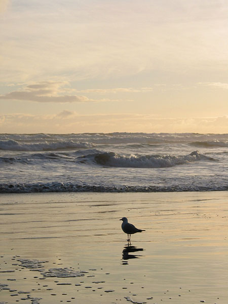 Muriwai Beach, Muriwai Beach, Auckland, New Zealand