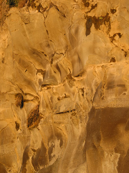 The Rock at Muriwai Beach, Muriwai Beach, Auckland, New Zealand