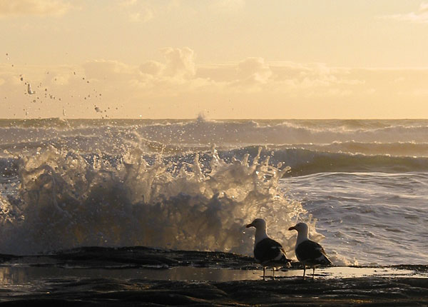Observers, Muriwai Beach, Auckland, New Zealand
